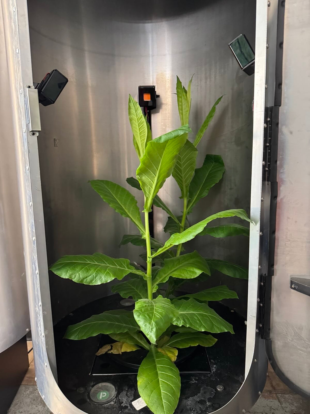 Beta tester's tobacco plant enters flowering state!