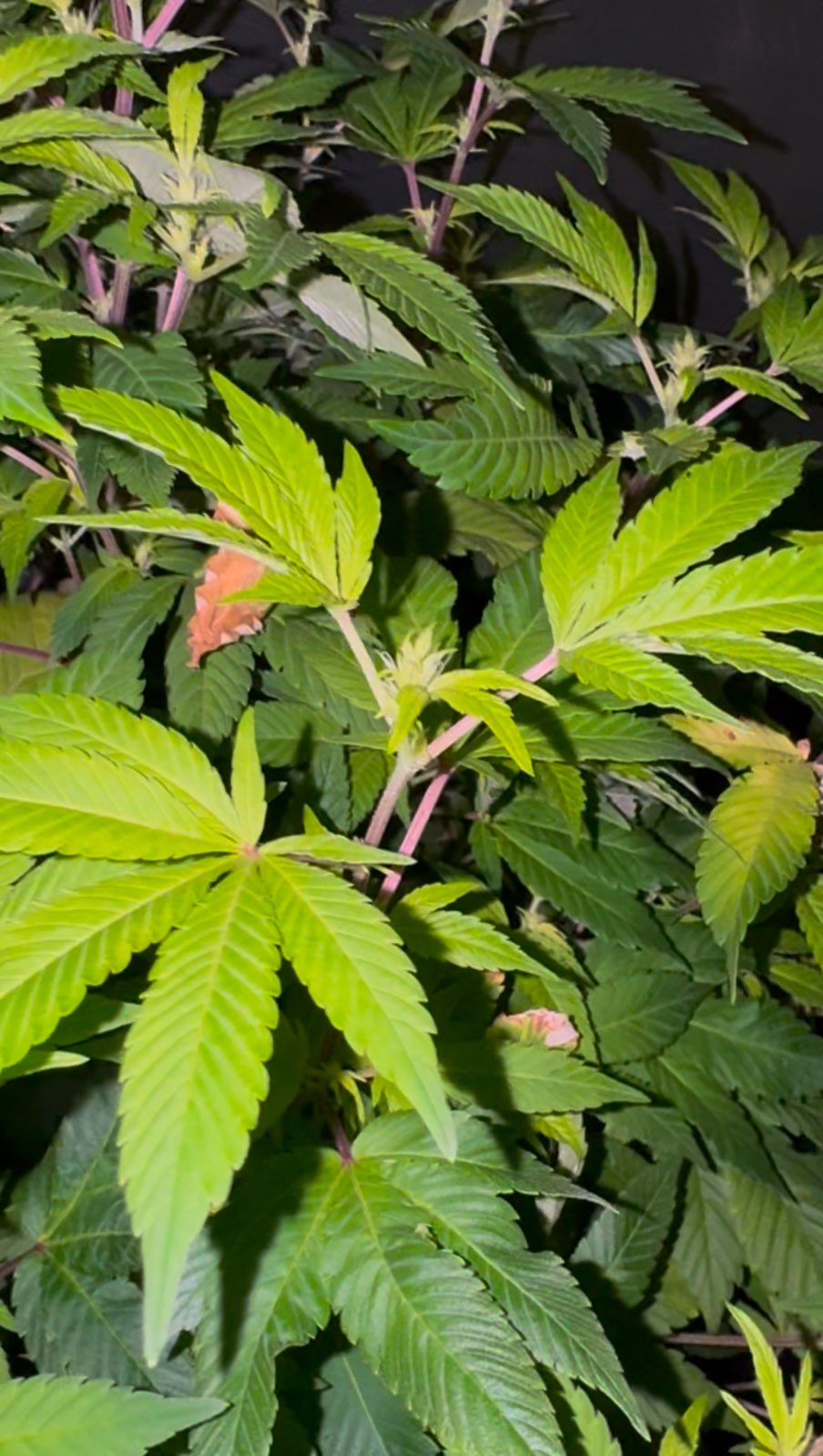 First Beta Tester to make it into flowering!