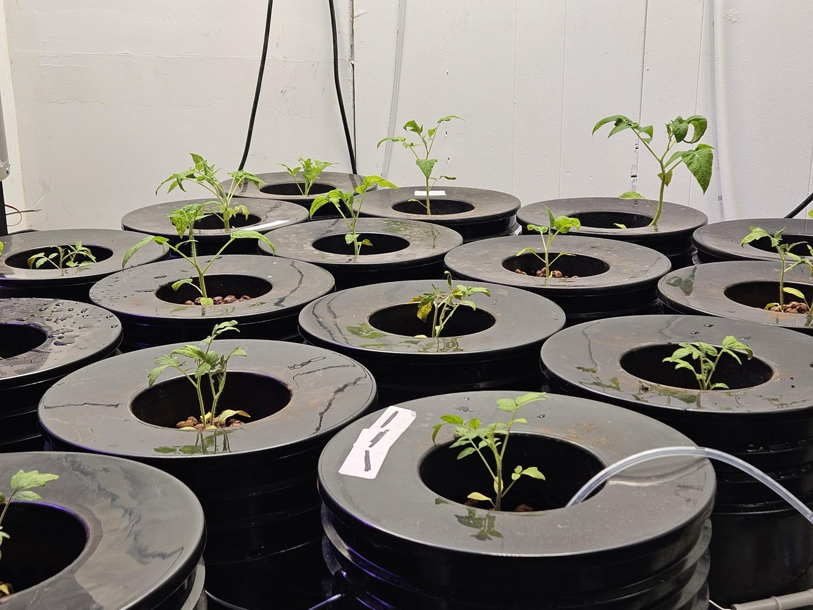 Did you know hydroponics consumes less water than traditional grow?