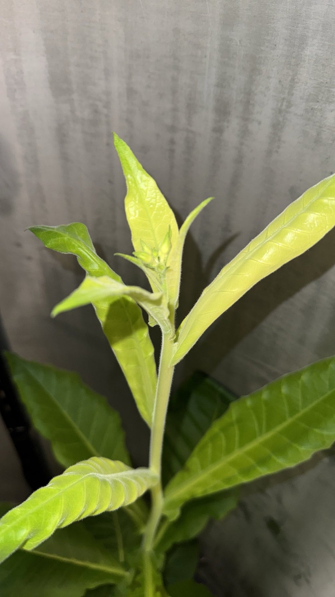 Starting the New Year with fresh tobacco flowers!