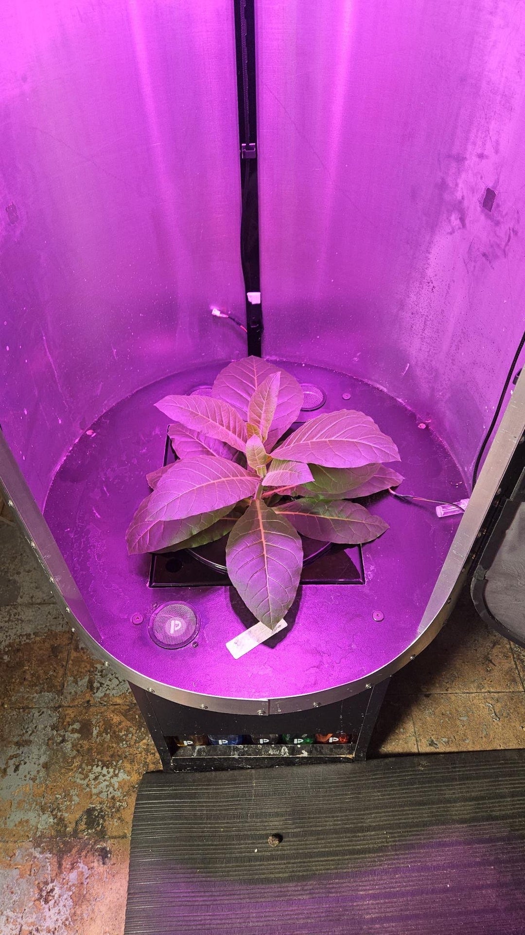 Grow tobacco during winter in Colorado!